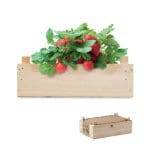 Kit cultivare căpșuni